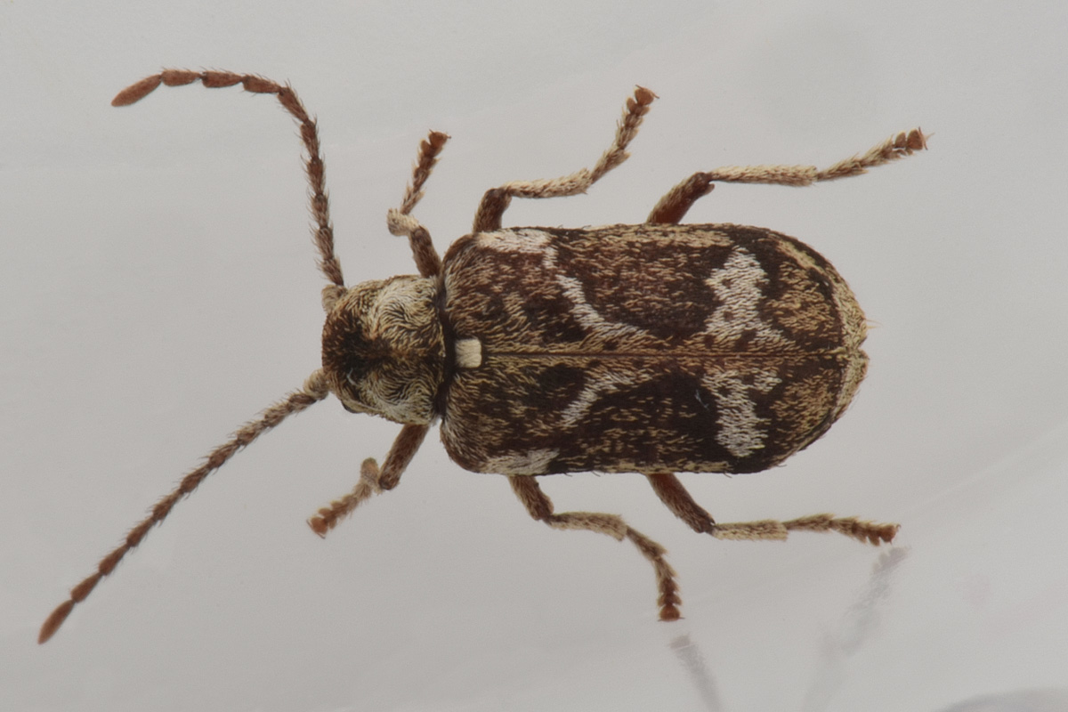 Anobiidae: Ptinomorphus imperialis? S.
